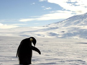 A foraging emperor penguin preens on snow-covered sea ice around the base of the active volcano Mount Erebus, near McMurdo Station, the largest U.S. Science base in Antarctica, December 9, 2006. (REUTERS/Deborah Zabarenko/files)