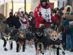 Musher Dallas Seavey of Willow, Alaska, runs his dogs down Front Street to the finish line, winning the 40th annual Iditarod Trail Sled Dog Race in Nome, Alaska March 13, 2012. REUTERS/Oscar Avellaneda-Cruz