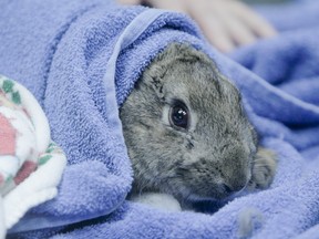 A sedate rabbit waits to be prepped for neutering at Animal and Bylaw Services Centre in Calgary on Sunday, February 19, 2012. 
(LYLE ASPINALL/CALGARY SUN FILE PHOTO)