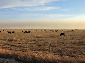 The snowless prairie south of Bassano, Alberta, on January  6, 2012. MIKE DREW/CALGARY SUN/QMI AGENCY