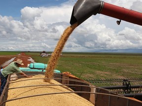 Grain farming