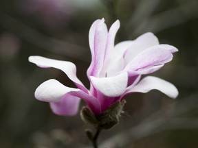 April14 Forte Magnolia garden