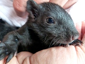 The Rideau Valley Wildlife Sanctuary in North Gower helps save baby squirrels and other wild animals. (Submitted photo)
