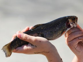 rainbow trout