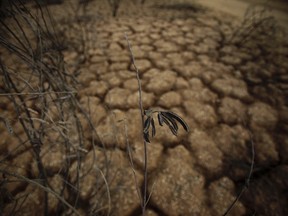 Manitobans should be prepared for drought conditions to linger into the fall. (File)