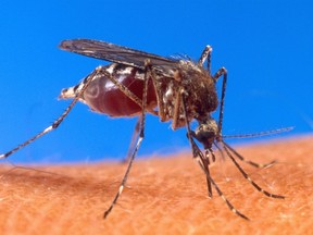 The City of Portage la Prairie monitors the mosquito population every week as the weather changes while larviciding wet areas, such as ditches.