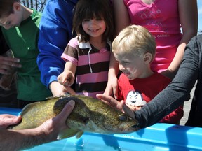 Juliana and Xavier Layman play with fish brought into a boat ramp by anglers participating in this year's Walleye World Fishing Derby in Belleville. (Jason Miller/QMI Agency)