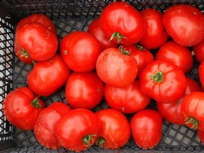 Experts suggest plating tomatoes away from walnut trees as walnut wilt will cause tomato plants to wilt and lose foliage. (REUTERS/David Mdzinarishvili File)