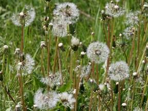 Dandelions are sprouting all over. (DAVID BLOOM/QMI AGENCY)