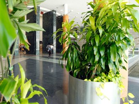 Plants at City Hall