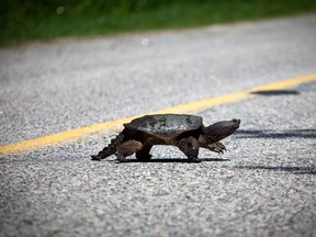 A snapping turtle crosses a road. 
Photo by Meghan Balogh
