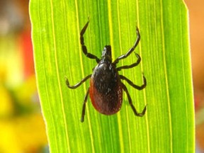 Medical experts are warning the public to take precautions against catching Lyme Disease. (File photo)