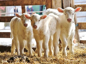 Calves at DePaul Farms near Oil Springs, Ont. SUBMITTED PHOTO