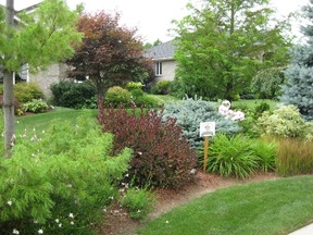 Garden shrubs