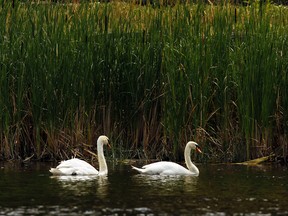 A pair of Mute (Royal) Swans paddle in the Rideau River near Carleton University Thursday, July 5, 2012.  (QMI AGENCY/DARREN BROWN)