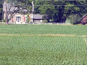 A field of soybeans covers the land like a green carpet north of Stratford. (SCOTT WISHART, The Beacon Herald)
