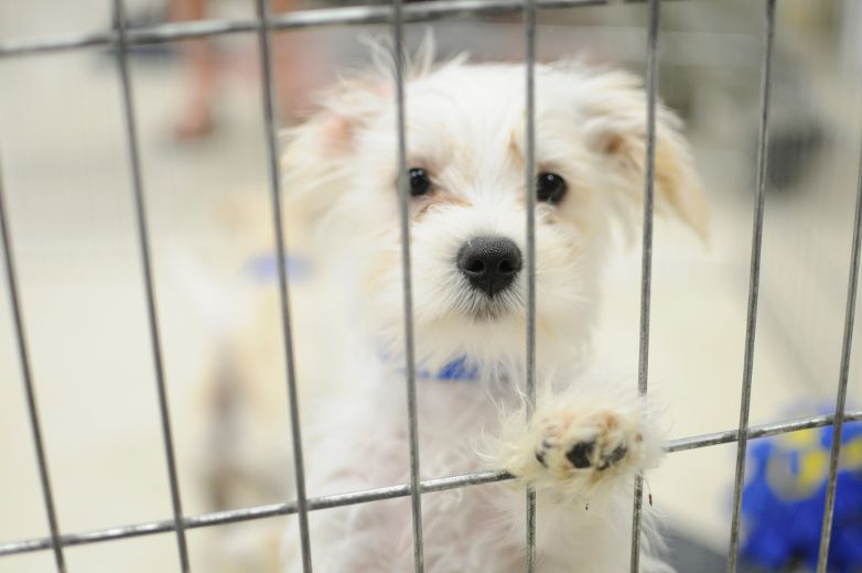 Taking the pet out of pet stores The Kingston Whig Standard