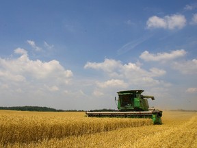 The main grain crops grown in Ontario include corn, soybeans, and wheat.(QMI AGENCY)
