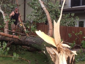 A man uses a chainsaw to cut apart a large tree that was felled on Carpathia Road just off Kensaton Boulevard in Winnipeg during a storm Sunday night. (ADAM TREUSCH/Winnipeg Sun)
