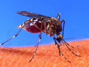 The Province has issued a fogging order for Portage la Prairie based on a high count of positive Culex mosquitoes.