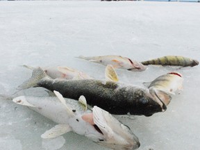 Lake Nipissing Walleye