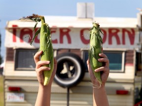 Two ears of corn are shown.  The Taber corn from a certified seller is on the left and a corn from a vendor on 50 st near the Whitemud Freeway is on the right.  Sunday, August 5 , 2012.        PERRY MAH.EDMONTON SUN  QMI AGENCY