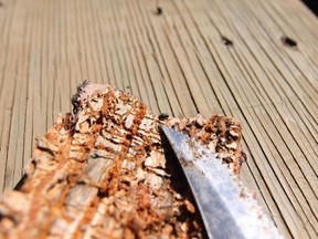 The pine beetle, though small, has decimated millions of trees in B.C. and Alberta and threatens to spread south and east. (DAVE LAZZARINO/ EDMONTON SUN)