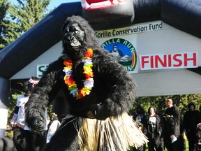 Edmonton's summer season offers numerous volunteer opportunities like the fourth annual Edmonton Gorilla Run at Victoria Park on September 7, 2013 at 10:00a.m. TREVOR ROBB/FILE PHOTO