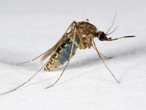Two human cases of West Nile in CK