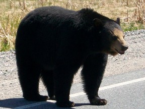 Black bear