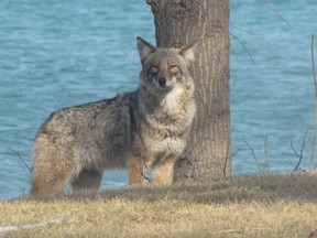City councillors are now mulling a plan to encourage residents not to feed wildlife in an effort to discourage predators, such as coyotes, from visiting. (Bill Reid QMI Agency)