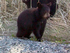 Black bears (File photo)