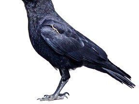 Crow