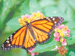 Monarch butterfly