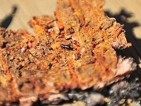 Aaron Hinks/QMI Agency
A mountain pine beetle is pictured on a piece of bark southwest of Grande Prairie. Currently in Alberta, more than 1.27 million hectares of forest have sustained some level of mountain pine beetle damage.