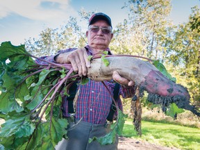 Marvin Arnold shows off an enormous beet he grew in Meadow Lake.