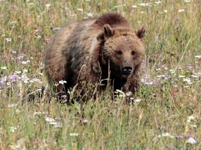 A grizzly bear. (FILE PHOTO)