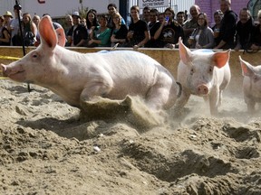 Pigs at the Swiss fair.  (AFP PHOTO / FABRICE COFFRINI)