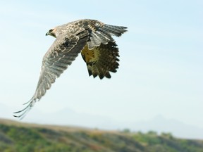 A Swainson's Hawk takes flight after being cared for by the Alberta Birds of Prey Foundation. Alberta Birds of Prey Foundation Founder and Managing Director Colin Weir said Swainson's Hawks are migratory and will soon begin a long journey to winter in Argentina.