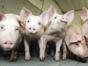 A southwestern Ontario farmer who contracted a flu variant from his pigs is in hospital, being “closely monitored,” the province’s chief medical officer of health says.