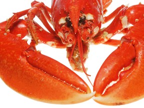 lobster stock photo