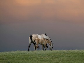 Mare and foal on the edge of a storm rolling in from the Hand Hills south of Hanna, Alberta