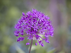 Allium flower heads are made up of hundreds of individual flowers, they are surprisingly fragrant.