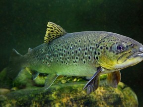 Lake Trout