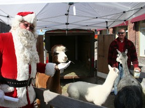 Santa Claus feeds an alpaca from Dream Acres farm while visiting Downtown Timmins.