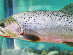 Photo courtesy of Jim Stelfox. Proposed changes to the westslope cutthroat trout would make them catch and release on the Crowsnest River tributaries