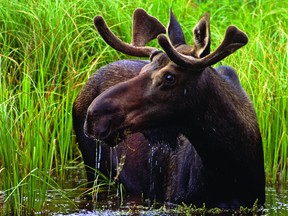In 2010, the Ministry of Natural Resources determined there were approximately 6,800 moose in southern Ontario.
