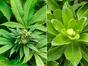 Which is which: Daisy and cannabis. Pick below the story to find out.  (Left photo: www.123rf.com/Right: File)