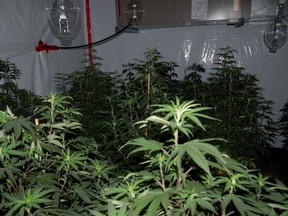 A marijuana grow op is pictured. (FILE PHOTO)