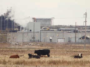 Cattle graze in a field adjacent to XL Foods plant shown in Brooks, Alberta, about 200 km east of Calgary. It is not known if the cows shown are owned by XL or a private farmer. (JIM WELLS/QMI AGENCY)